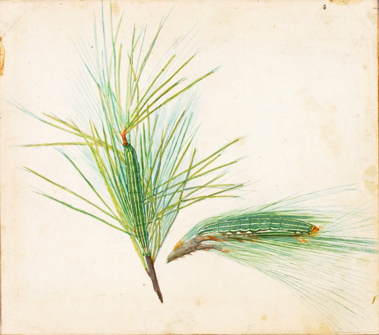 Pine-Tuft Caterpillar..., tidigt 1900-tal. av Gerald H. Thayer
