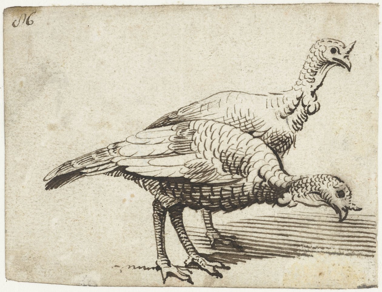 Två kalkoner av Gerard ter Borch (I)