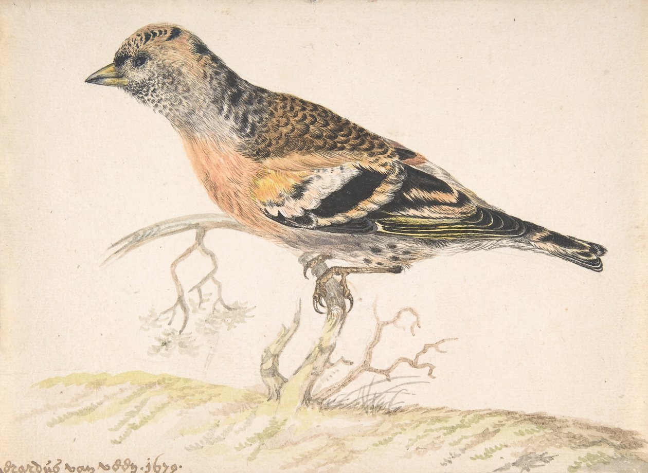 Bramling Fringilla Montifringilla, 1679. av Gerardus van Veen