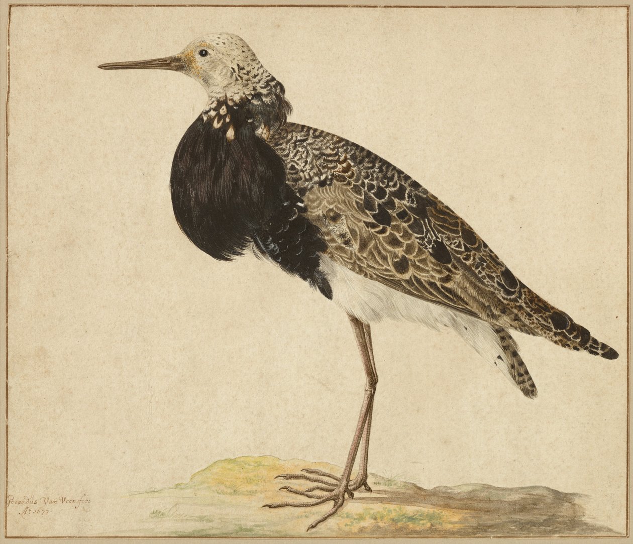 Standing Ruff av Gerardus van Veen