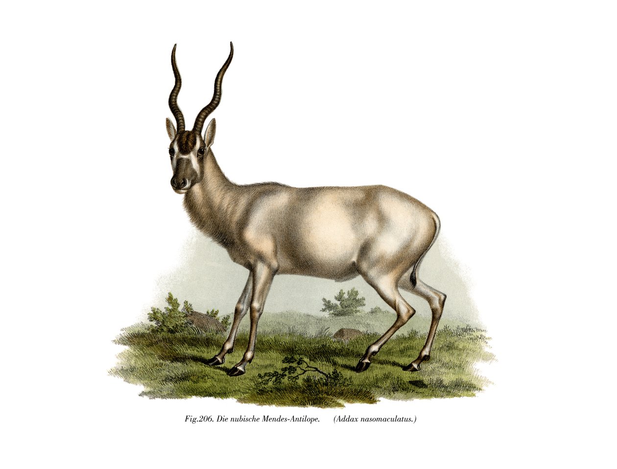 Adadax, 1860 av German School