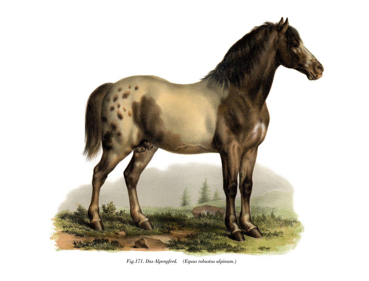 Alphäst, 1860 av German School