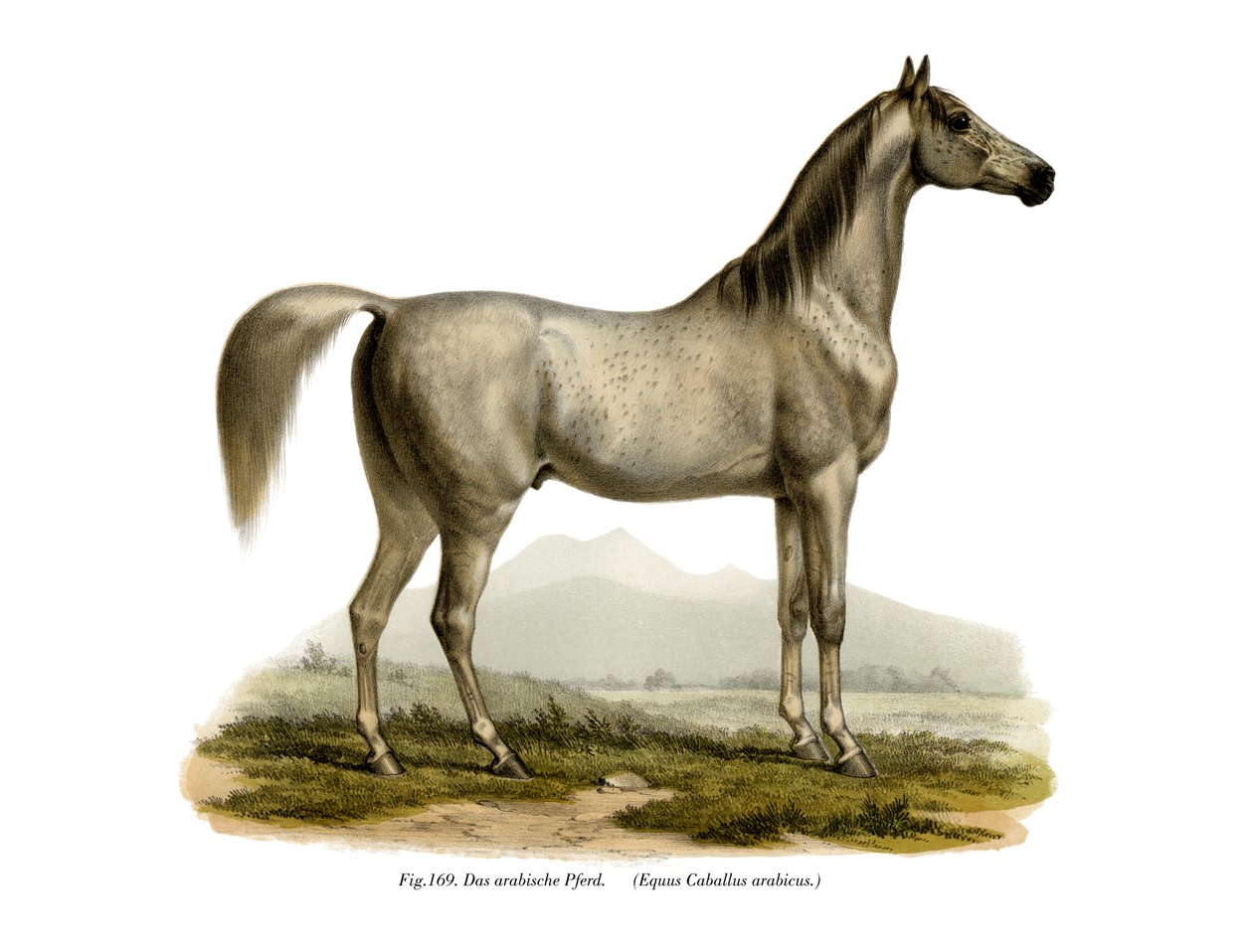 Arabisk häst, 1860 av German School