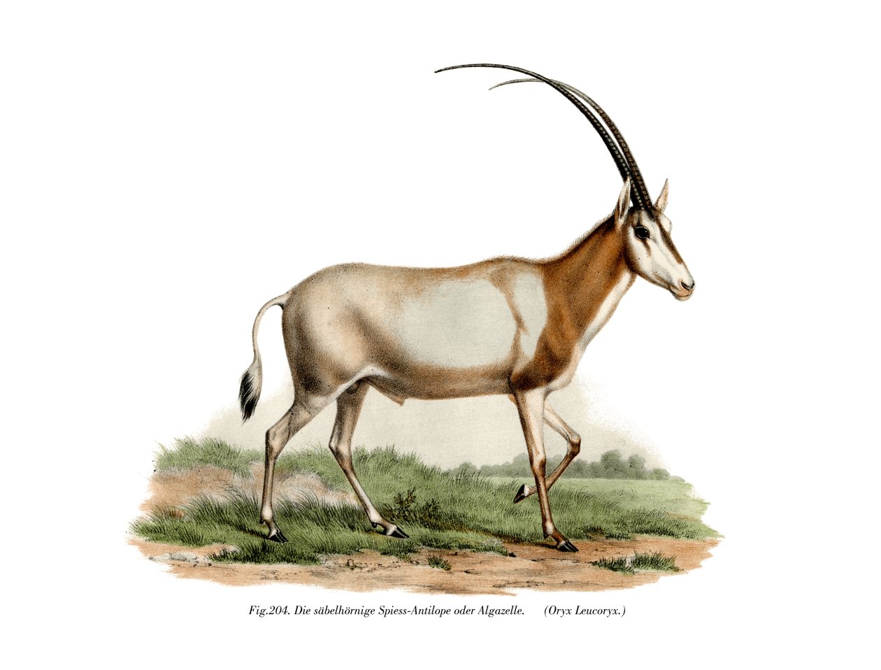 Arabisk Oryx, 1860 av German School