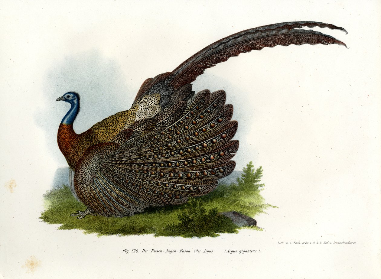 Argus fasan, 1864 av German School