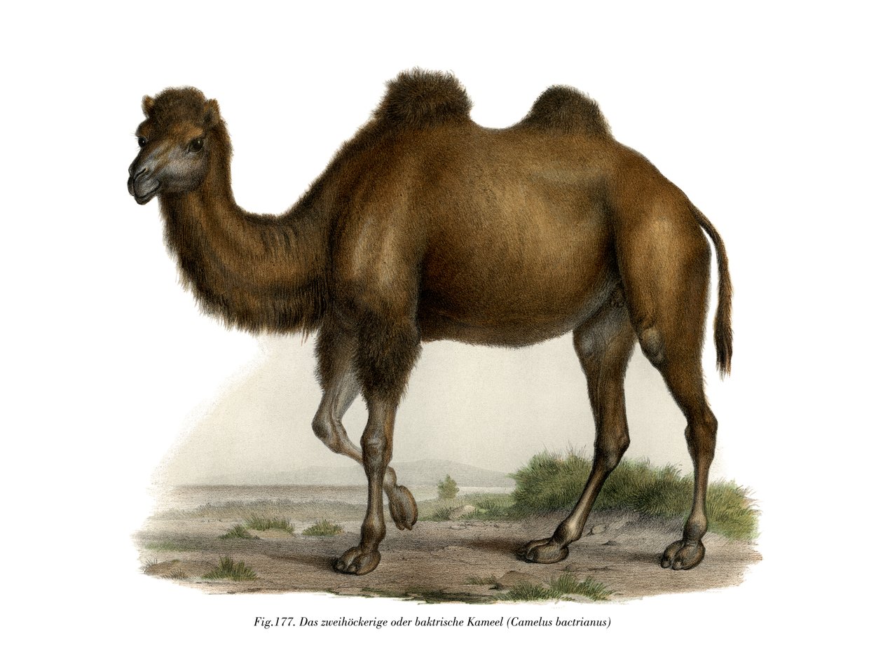 Bactrian Camel, 1860 av German School