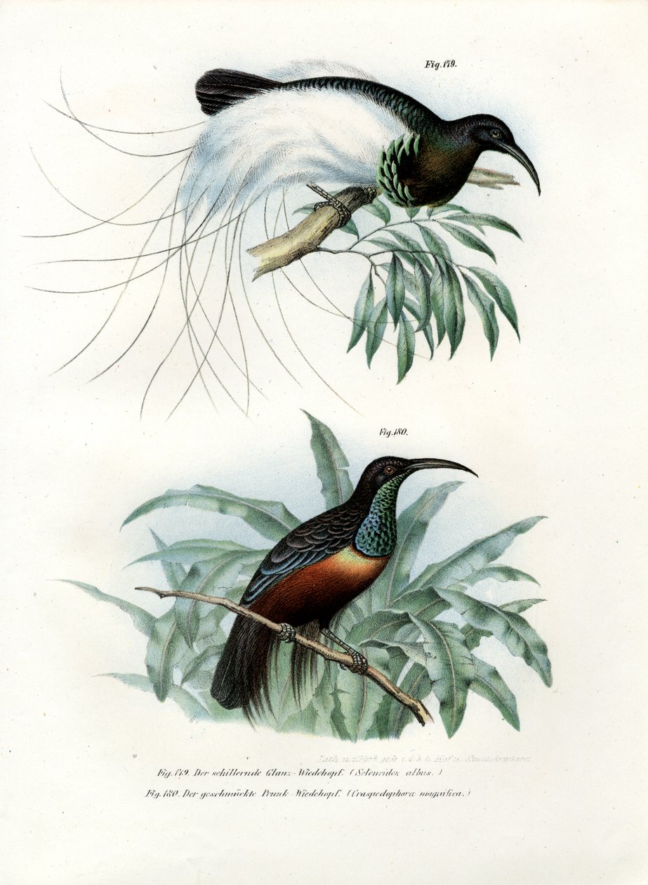 Paradisfågel, 1864 av German School
