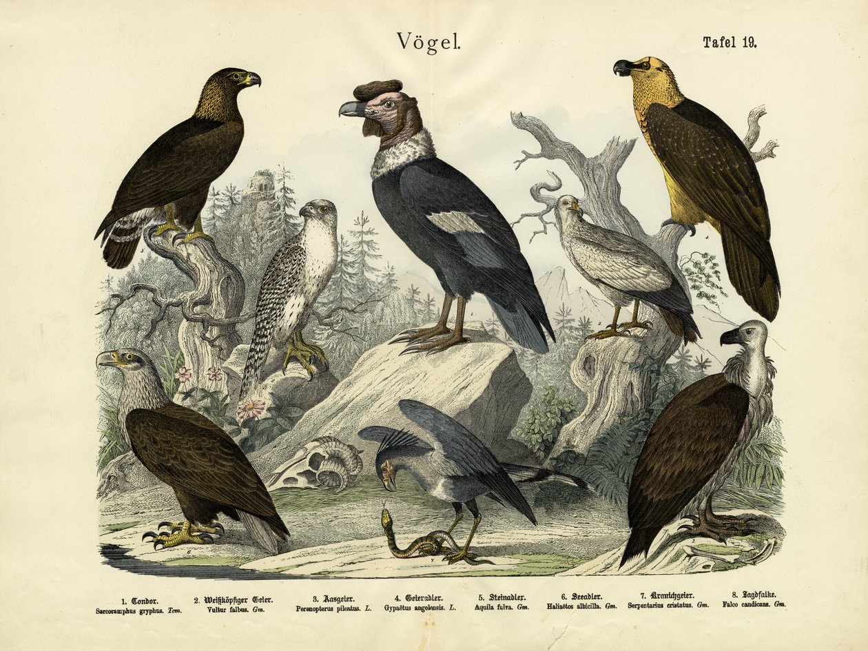 Fåglar, c.1860 av German School