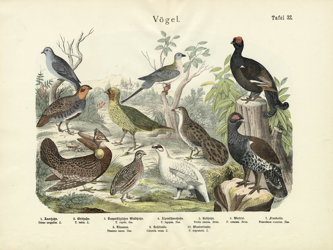 Fåglar, c.1860 av German School