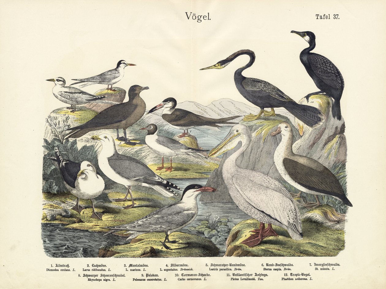 Fåglar, c.1860 av German School