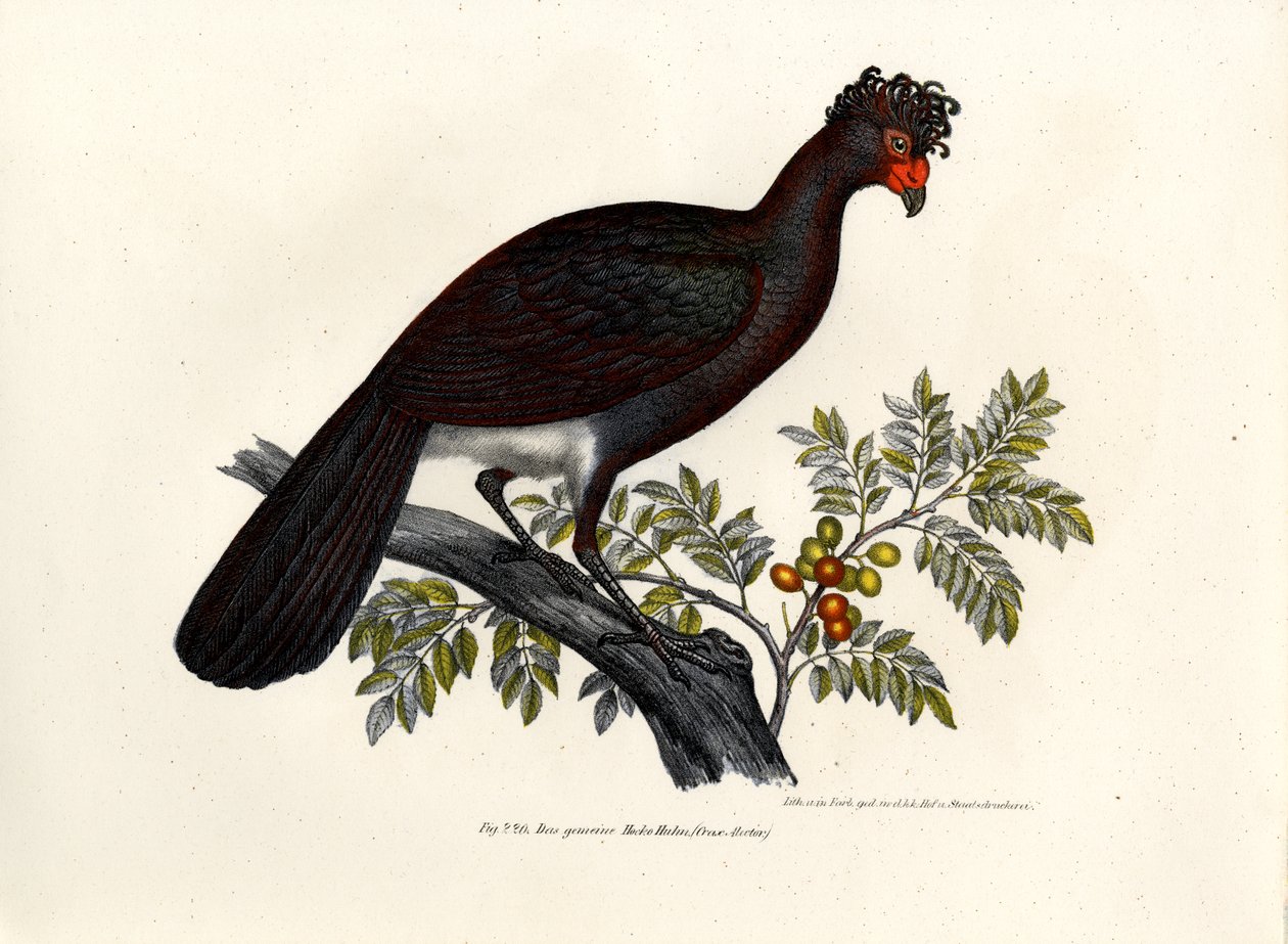Svarta Curassow, 1864 av German School
