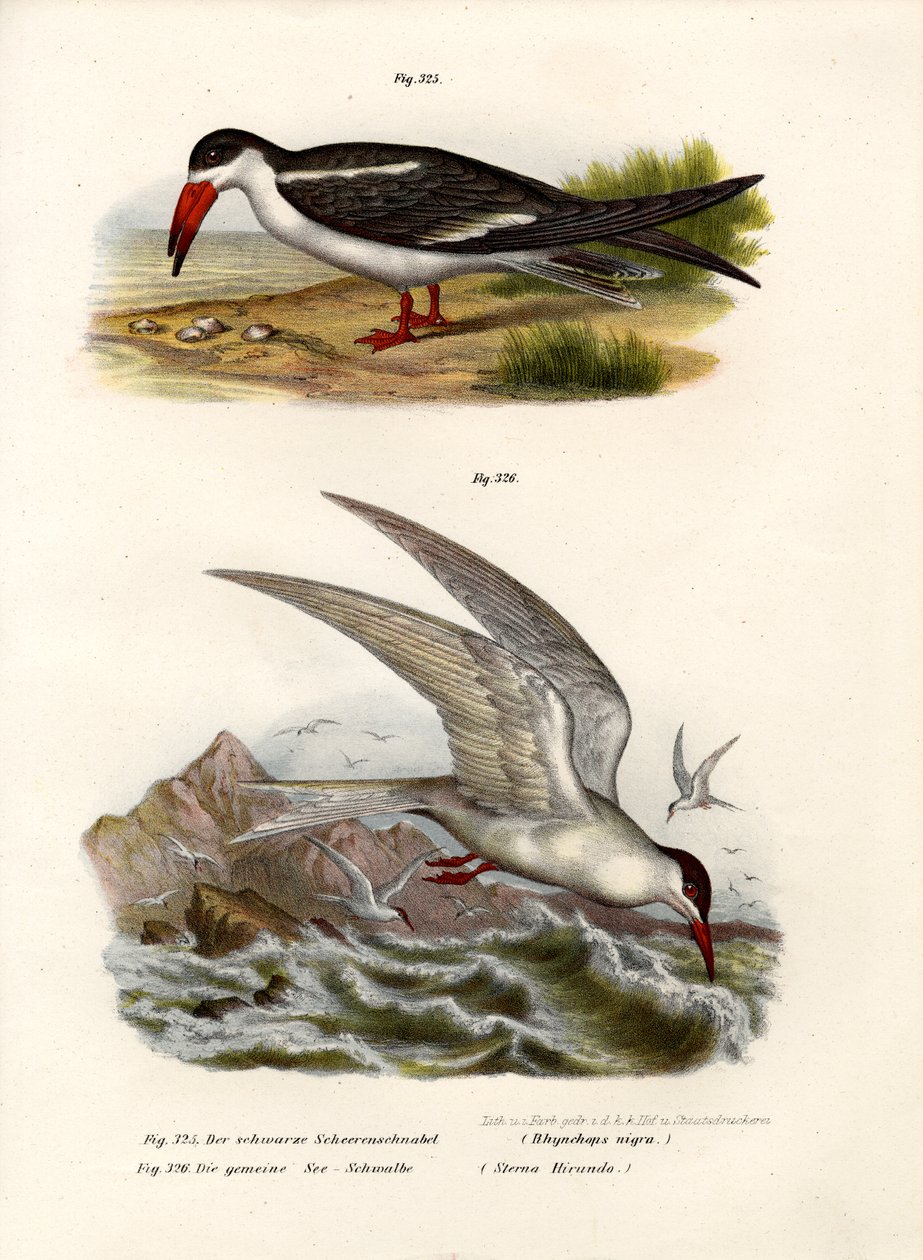 Black Skimmer, 1864 av German School