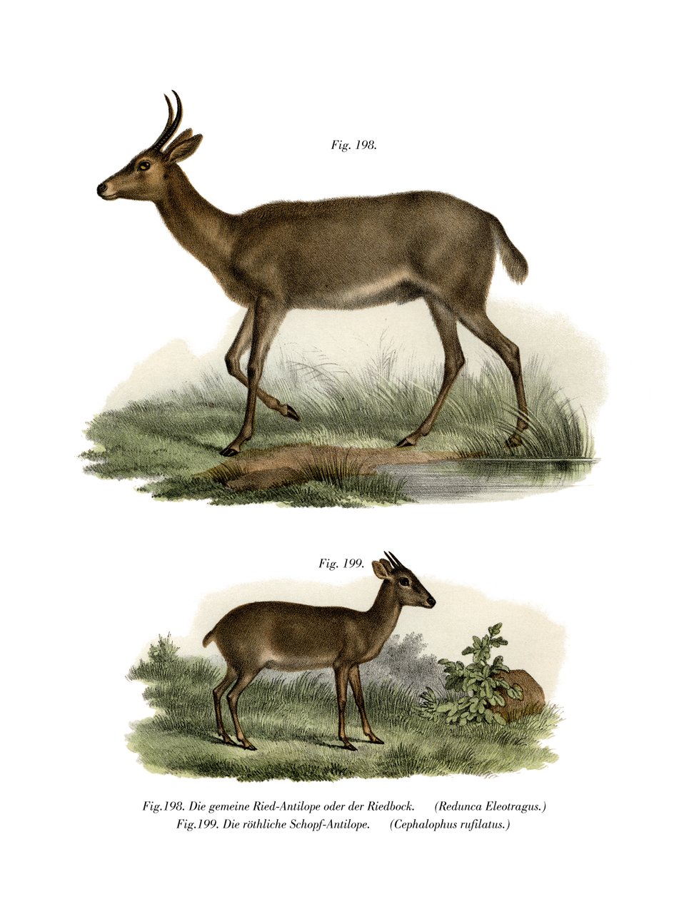 Bohor Reedbuck, 1860 av German School