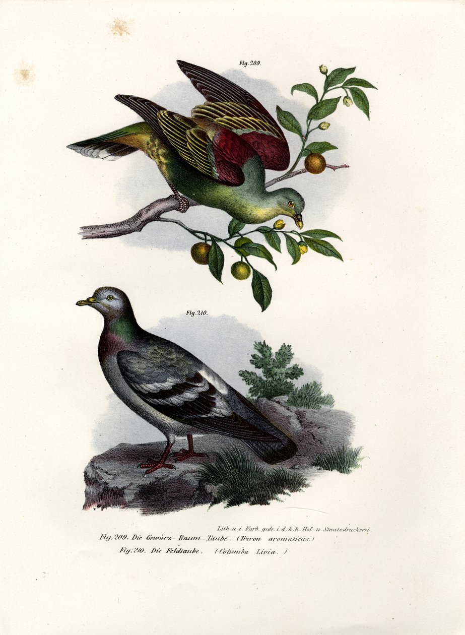 Buru gröna duva, 1864 av German School