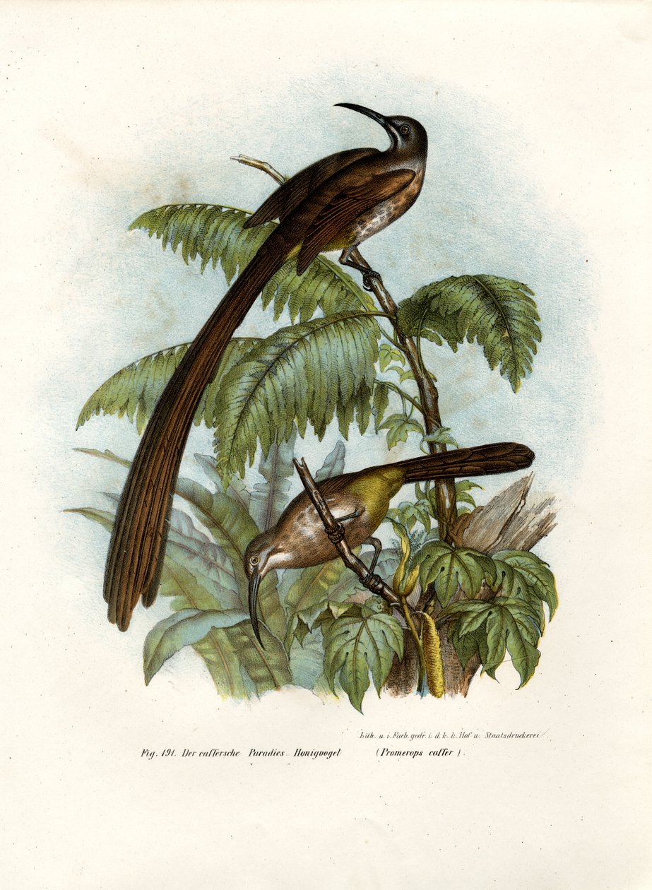 Cape Sugarbird, 1864 av German School