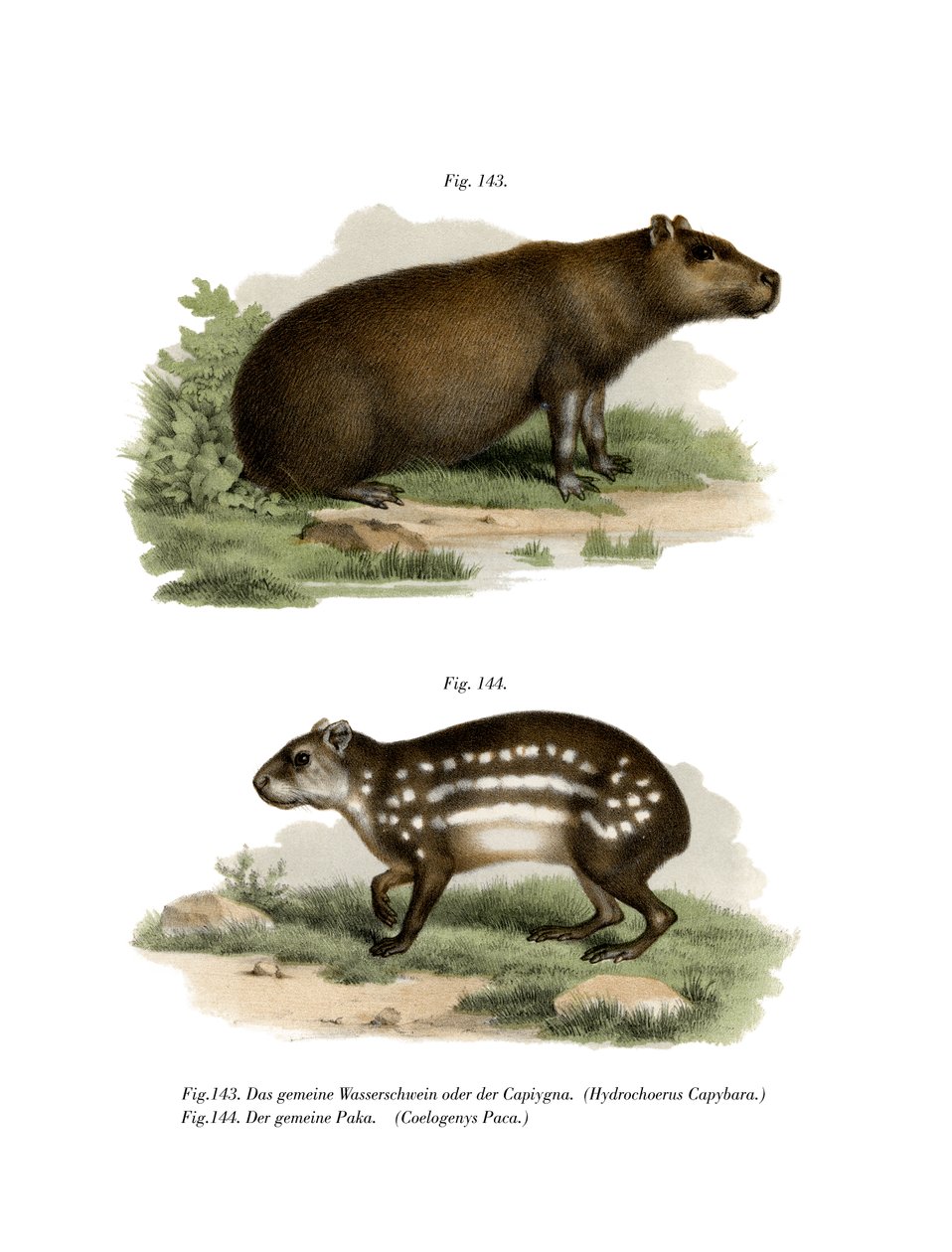 Capybara, 1860 av German School