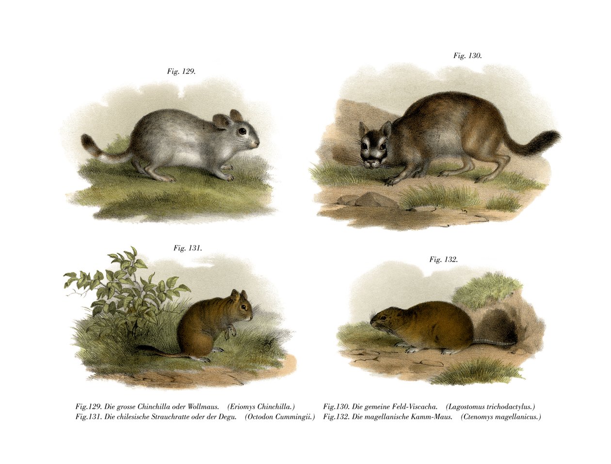 Chinchilla, 1860 av German School