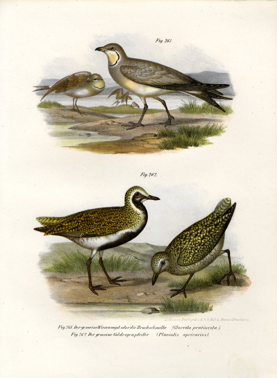 Collared Pratincole, 1864 av German School