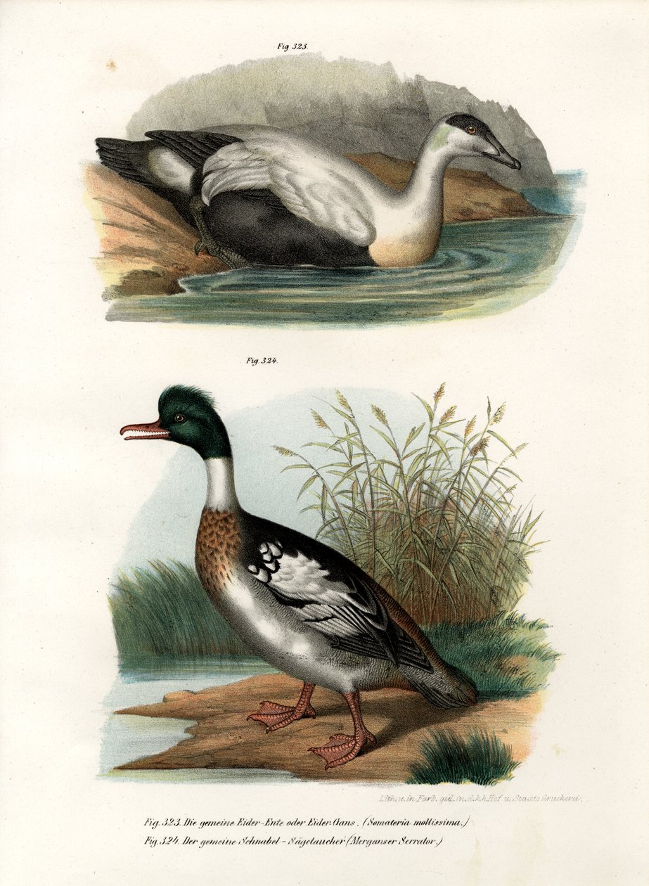 Ejder, 1864 av German School