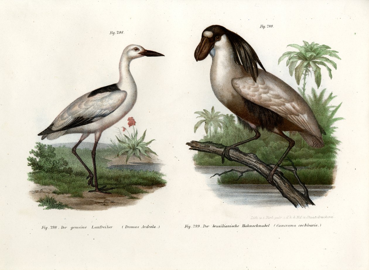 Crab Plover, 1864 av German School