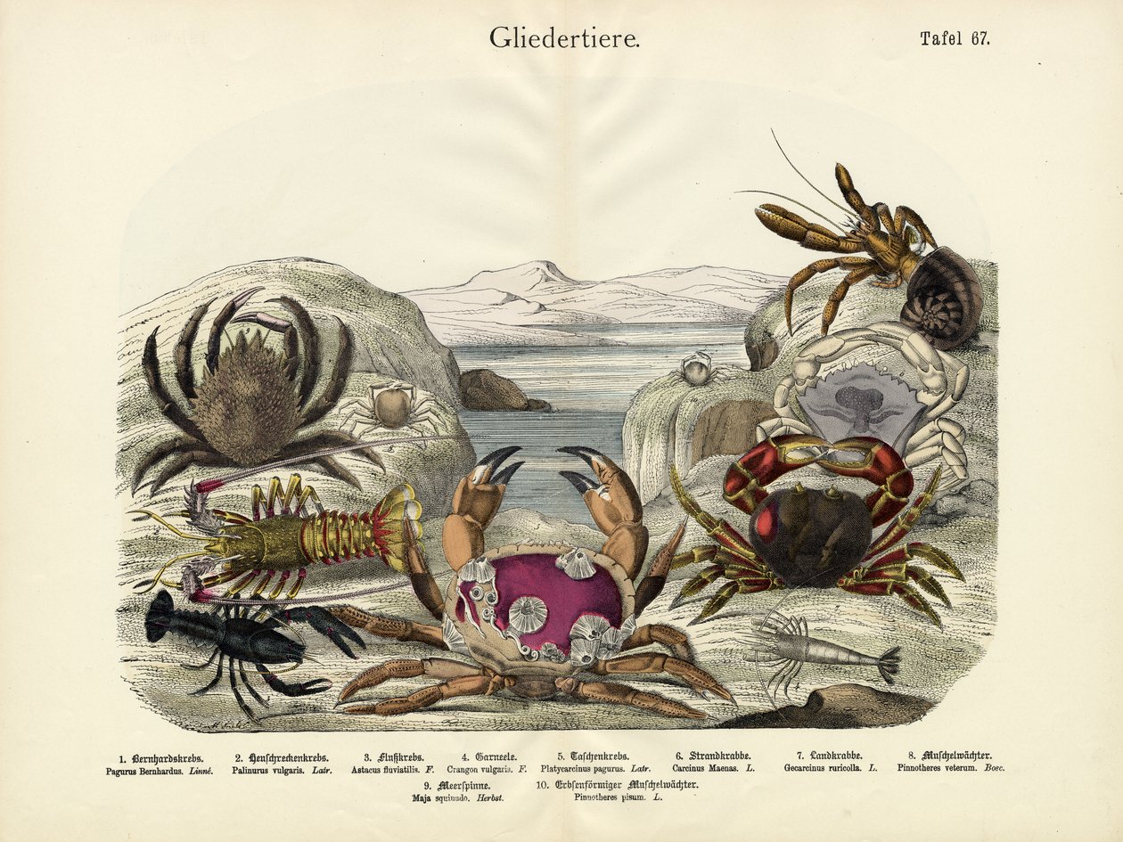 Krabbor, c.1860 av German School