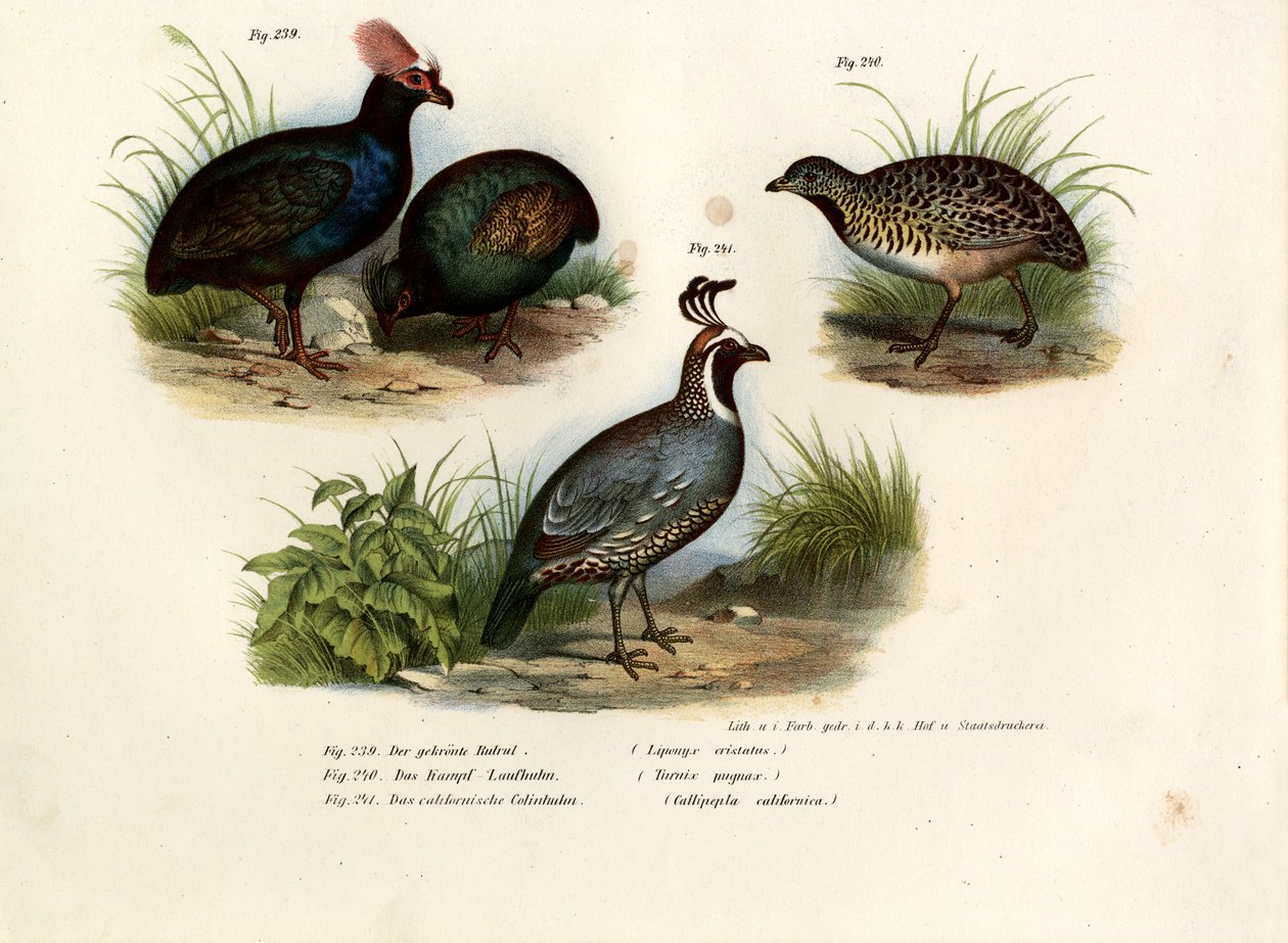 Crested Wood Partridge, 1864 av German School