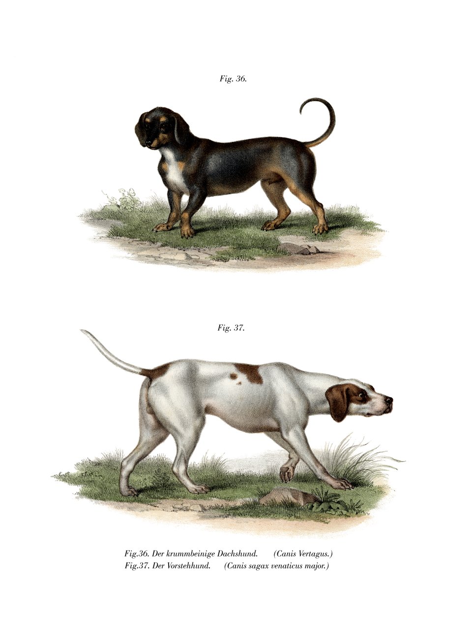 Tax, 1860 av German School