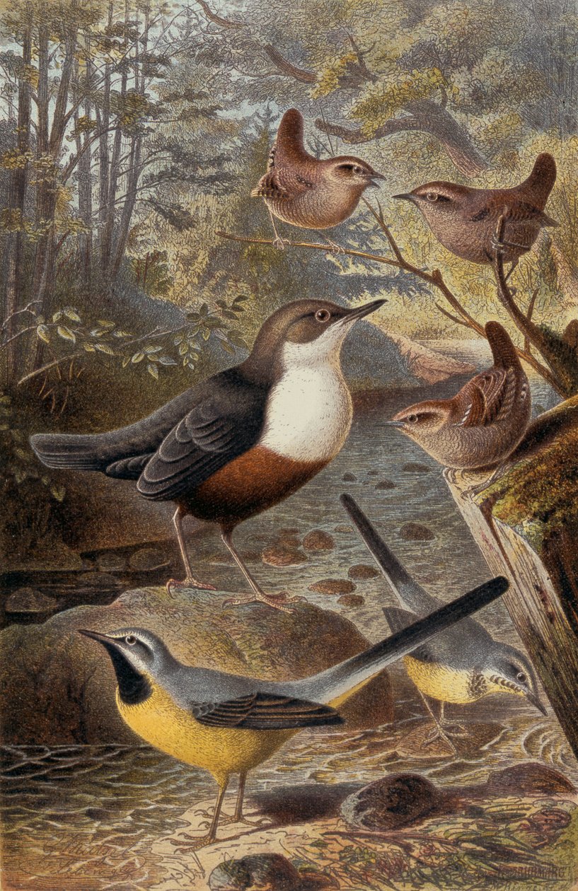 Dipper, Wren and Grey Wagtail, tallrik från Brehms Animal Life: General Knowledge of the Animal Kingdom, vol 4, sid. 69, utgiven av Bibliografiska Institutet, 1891 av German School