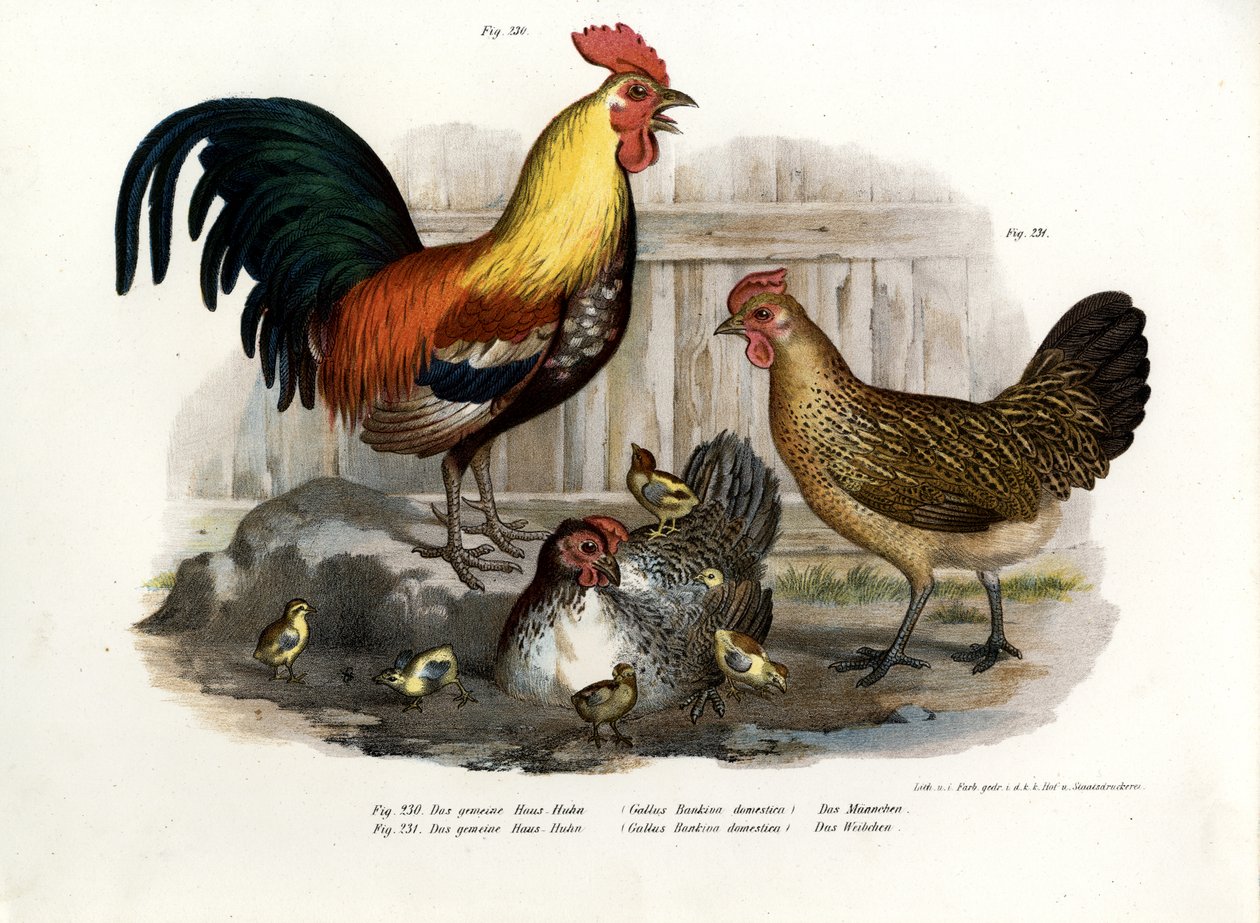 Tamfågel, 1864 av German School