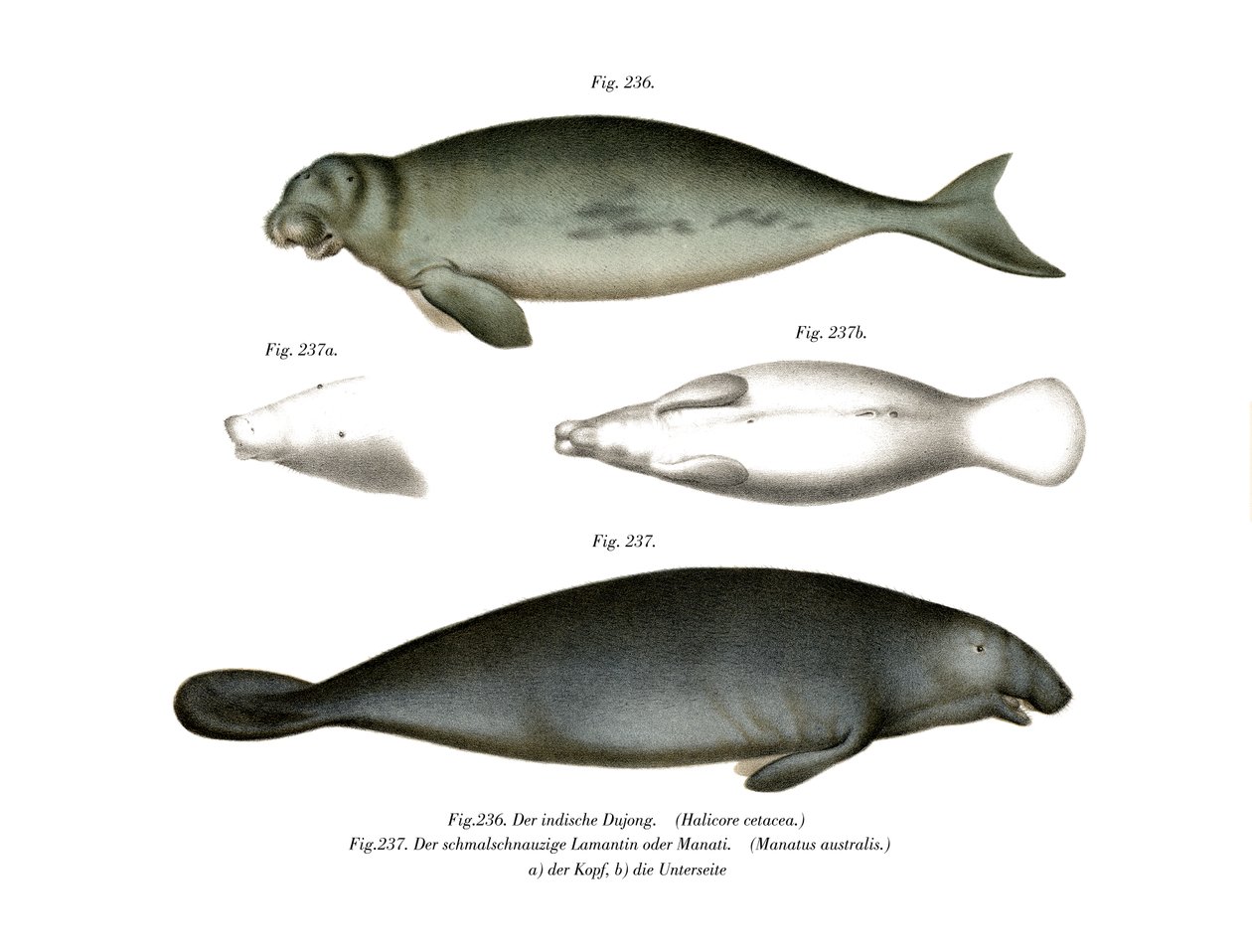 Dugong, 1860 av German School