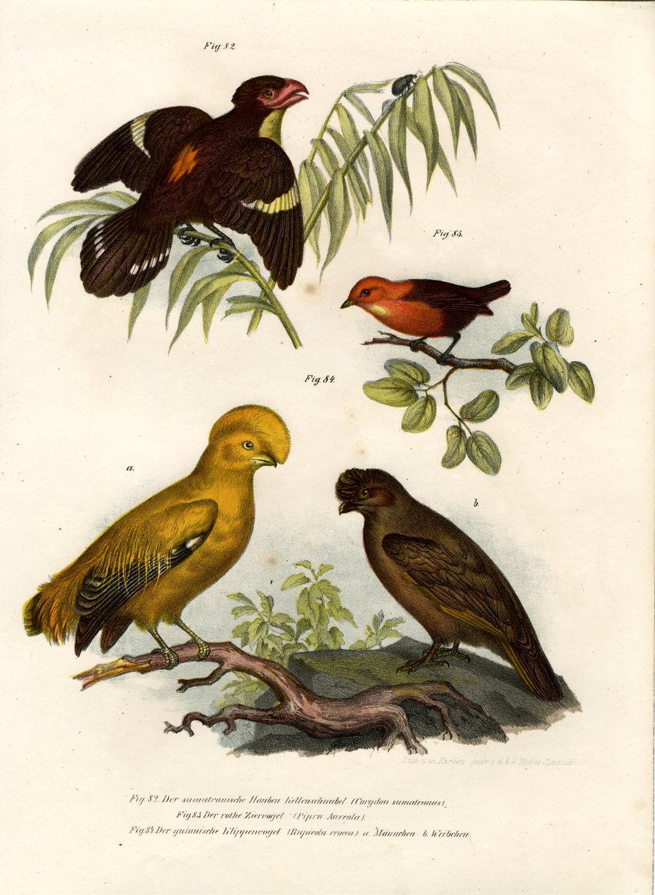 Dusky Broadbill, 1864 av German School