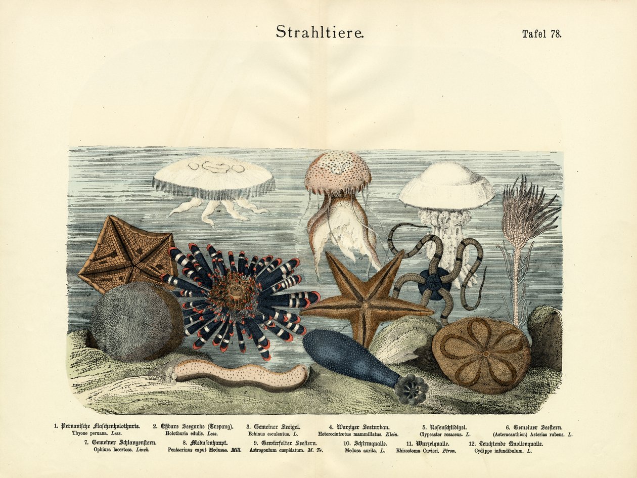 Tagghudingar, ca 1860 av German School