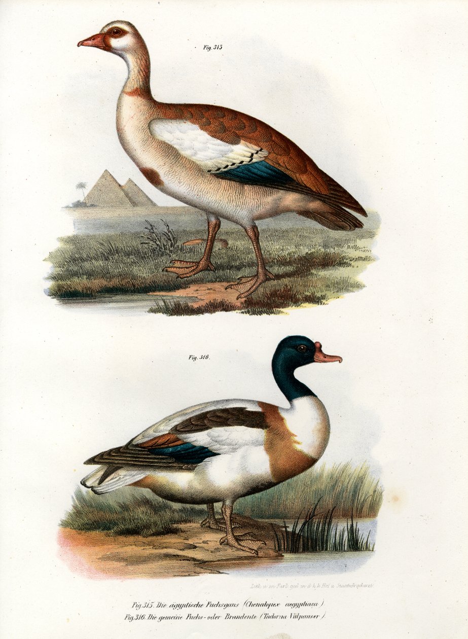 Egyptisk gås, 1864 av German School