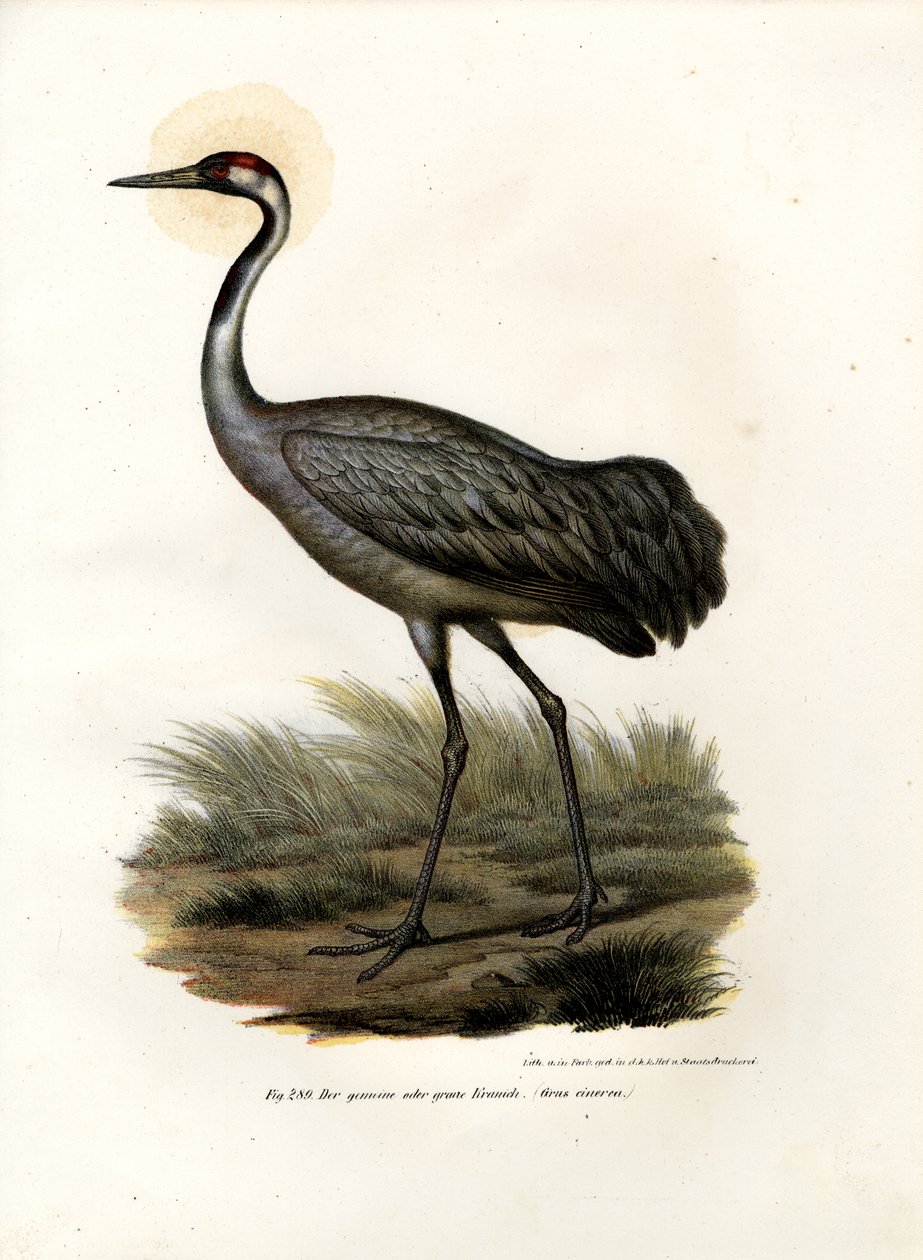 Eurasisk trana, 1864 av German School