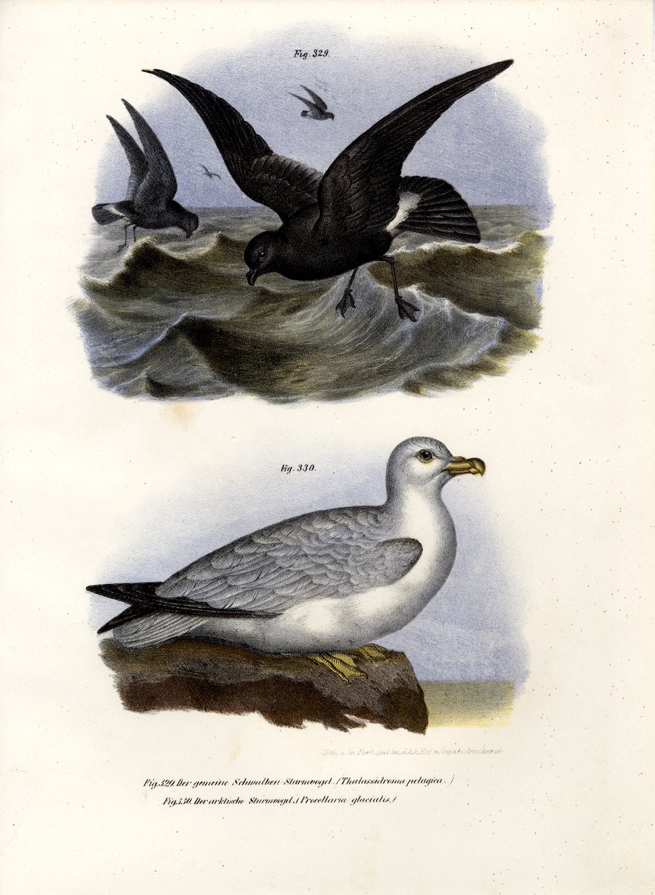 Europeisk stormsvala, 1864 av German School