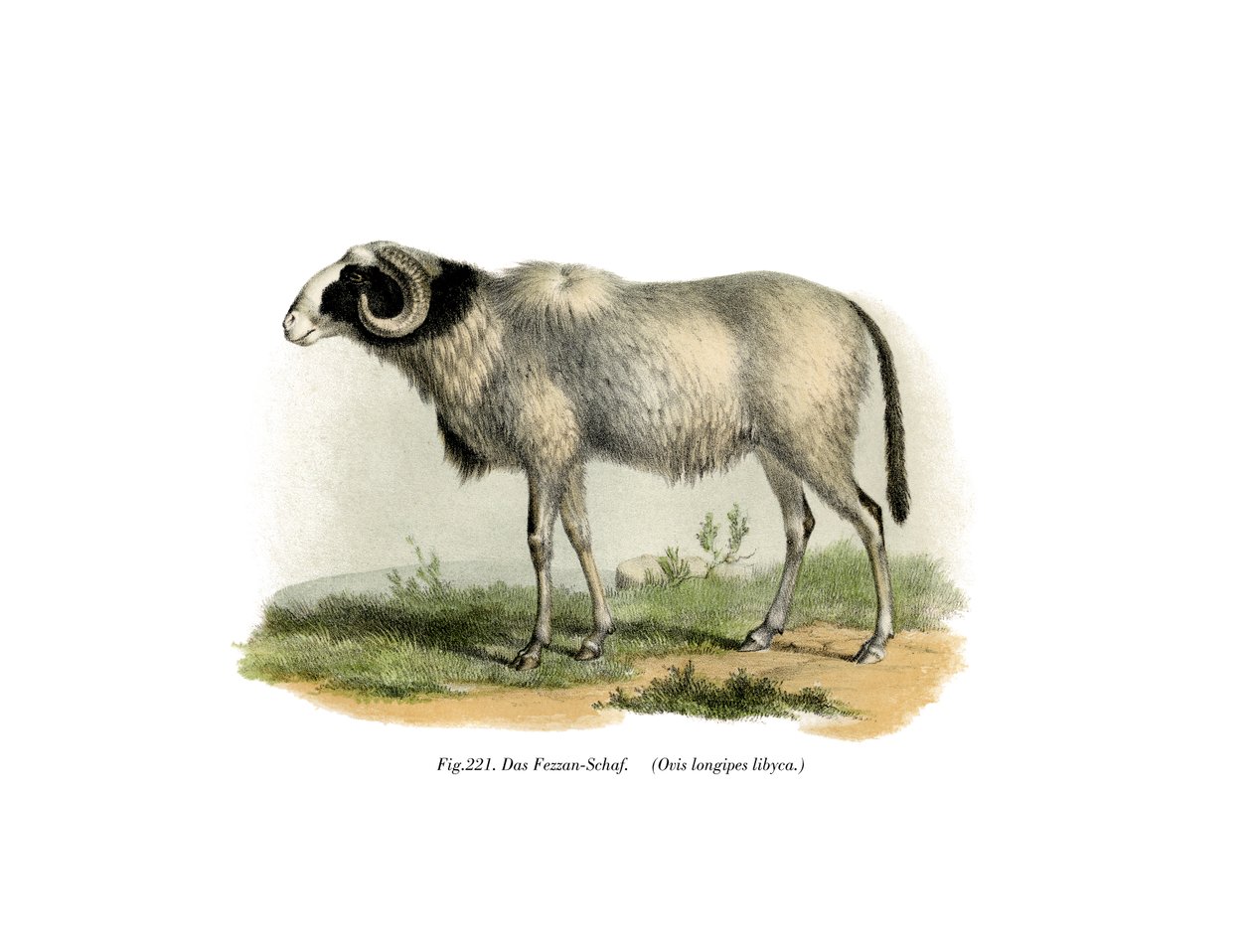 Fezzan-får, 1860 av German School