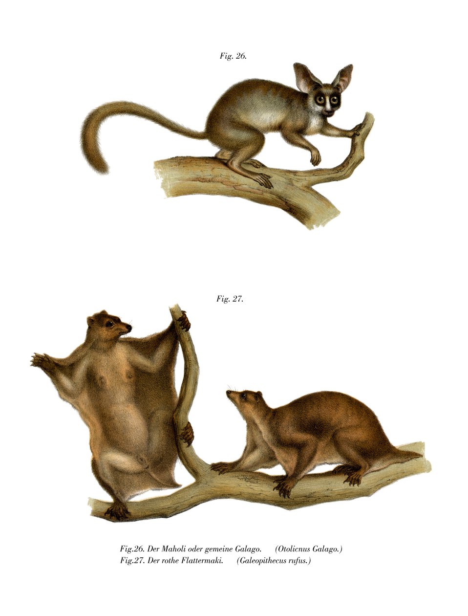 Galago, 1860 av German School