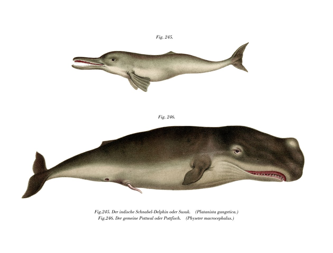Ganges River Dolphin, 1860 av German School