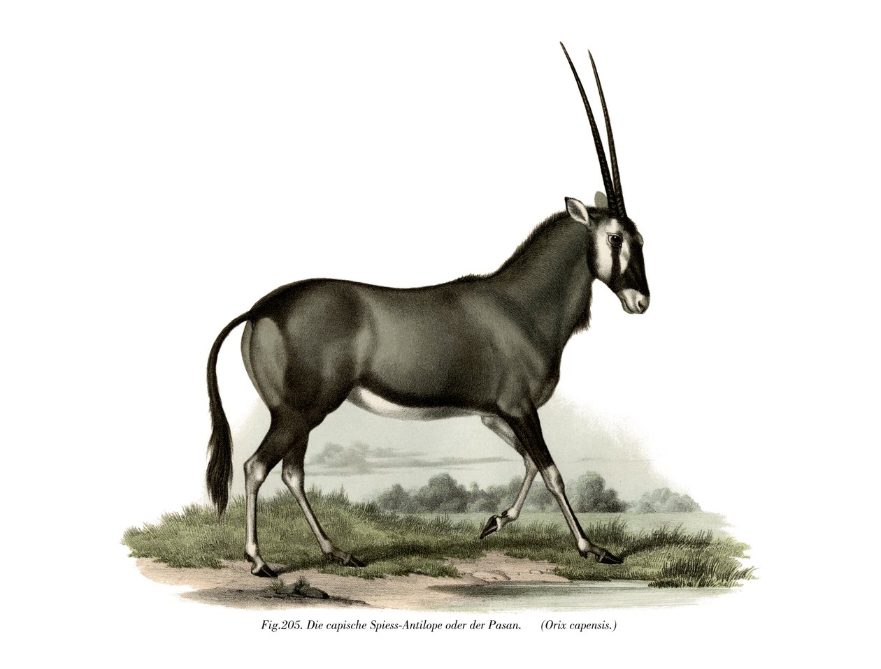 Gemsbok, 1860 av German School