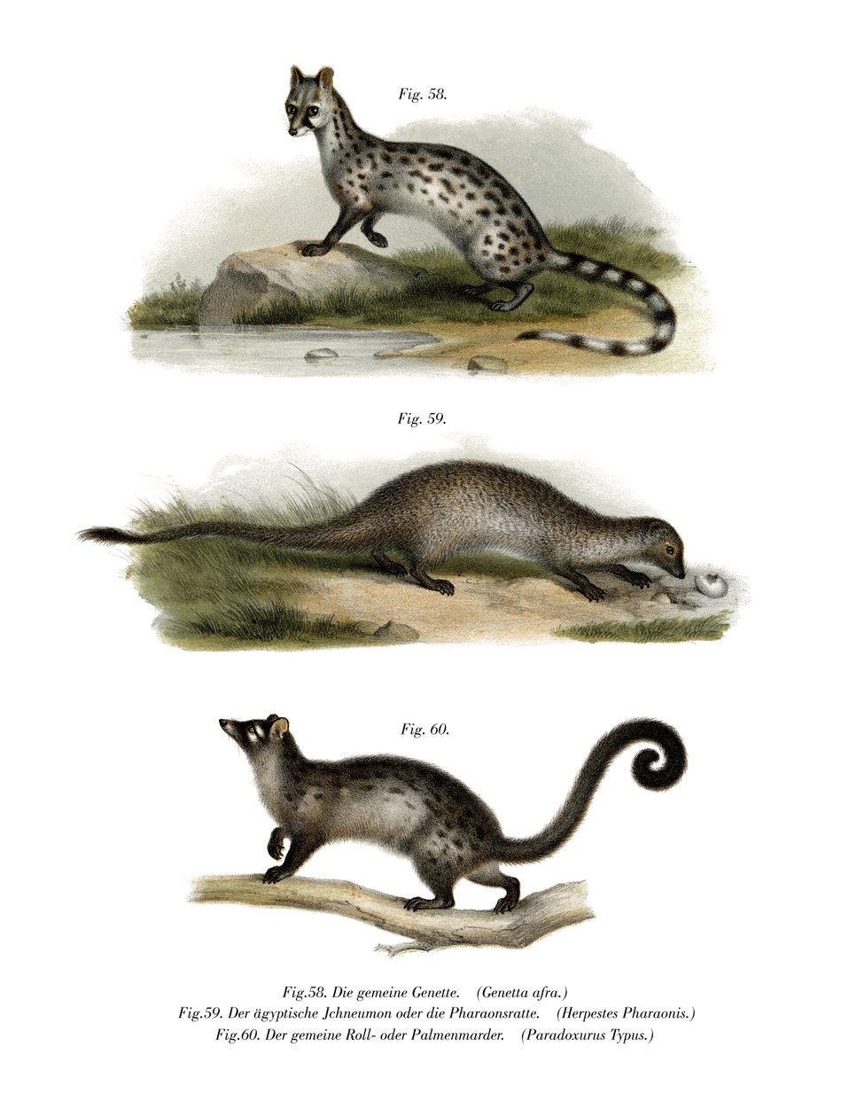 Genet, 1860 av German School