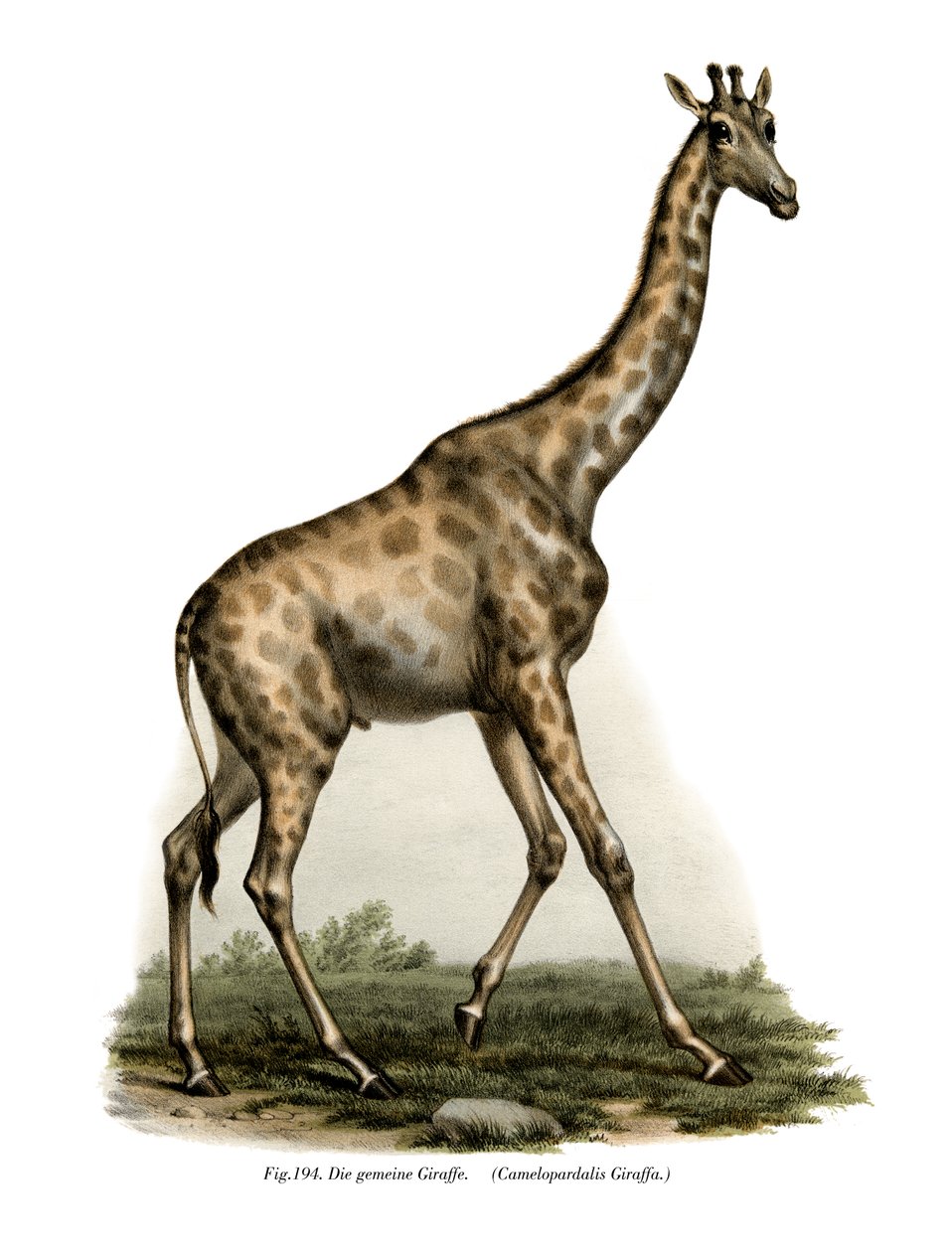 Giraff, 1860 av German School