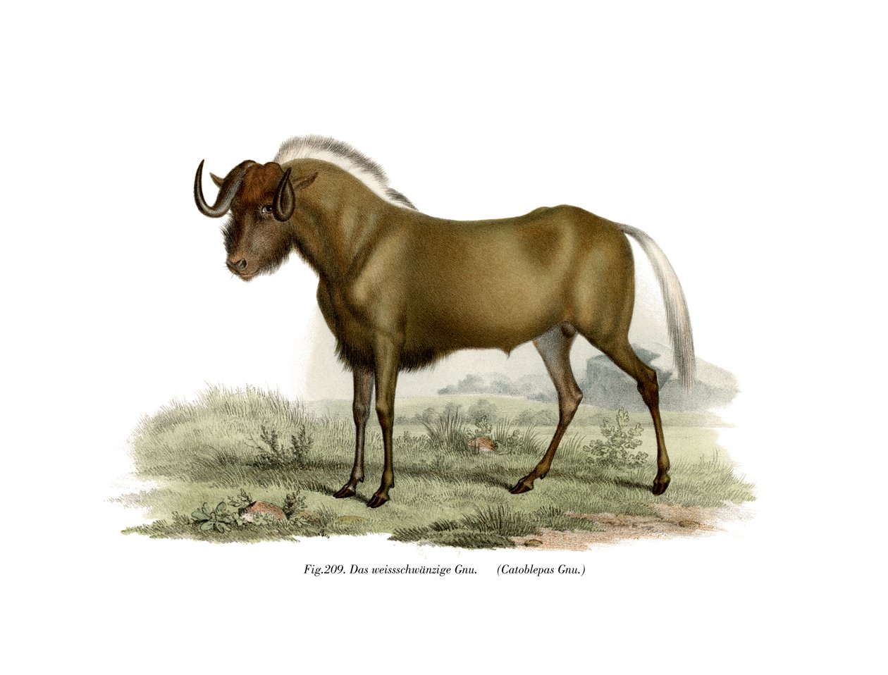 Gnu, 1860 av German School
