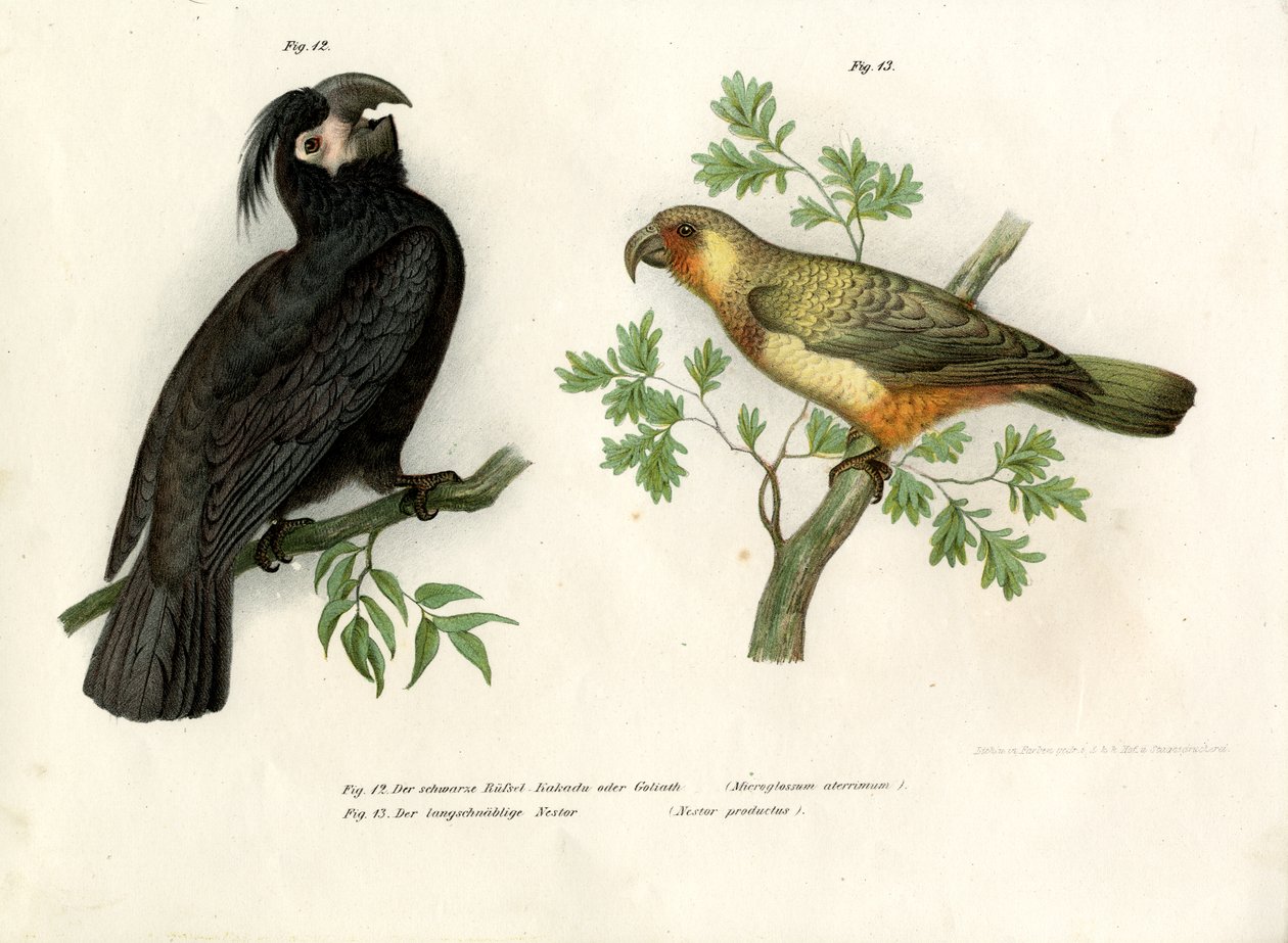 Goliat, 1864 av German School