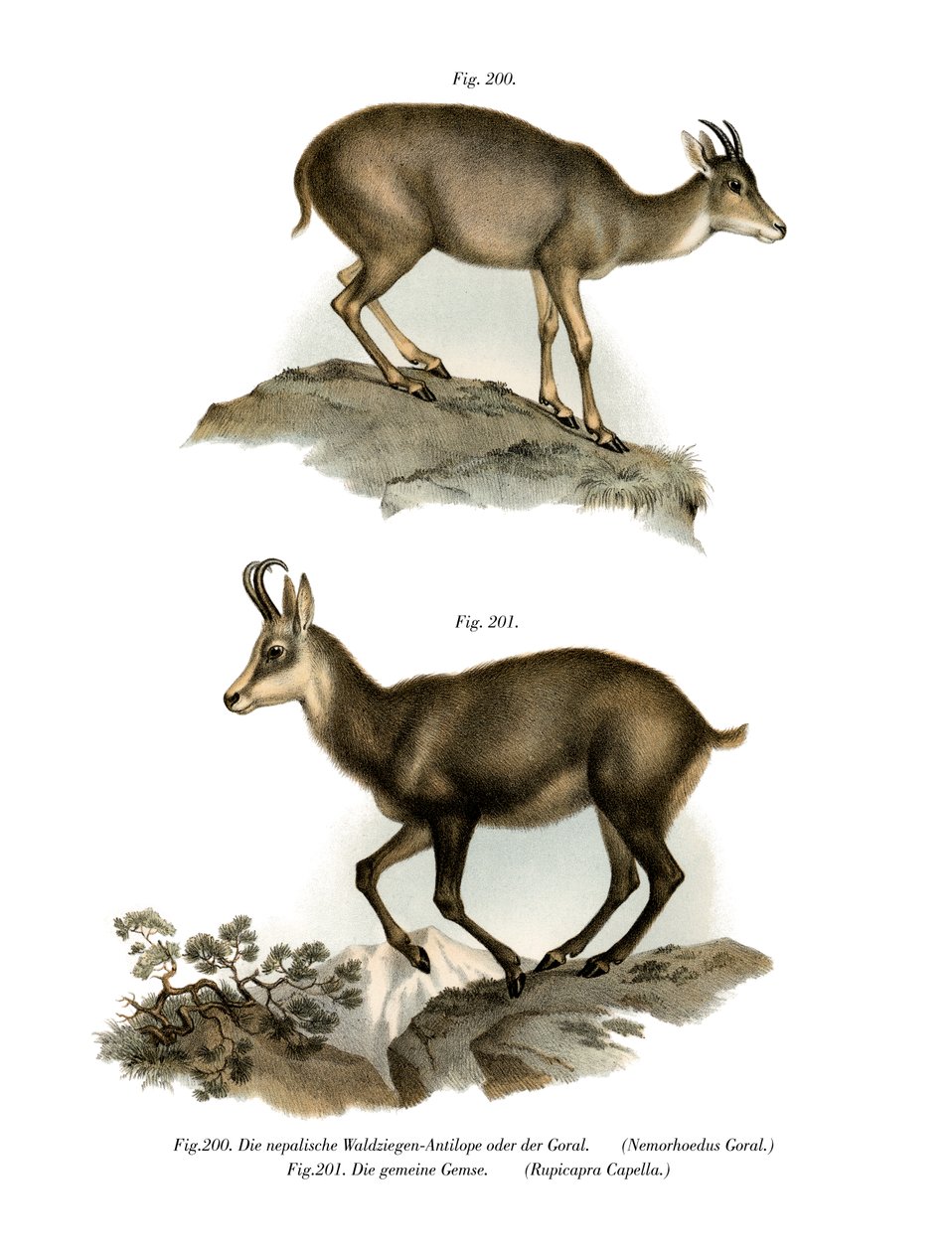 Grå Goral, 1860 av German School