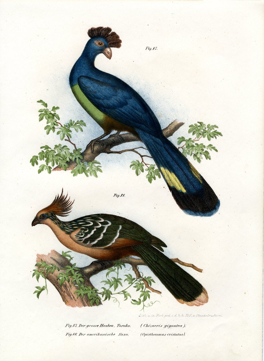 Stora Turaco, 1864 av German School