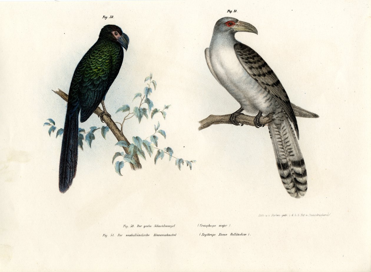 Greater Ani, 1864 av German School