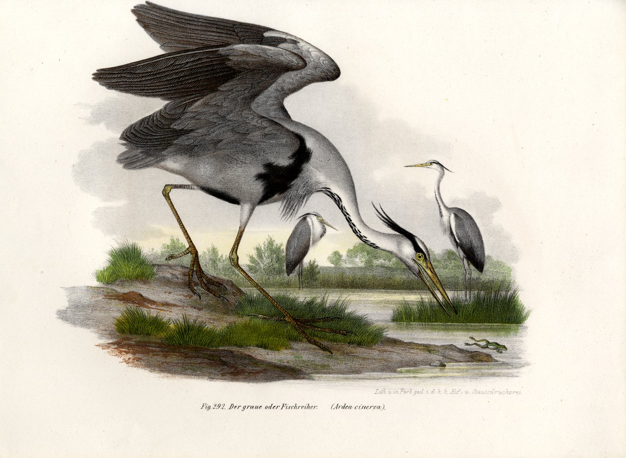 Gråhäger, 1864 av German School