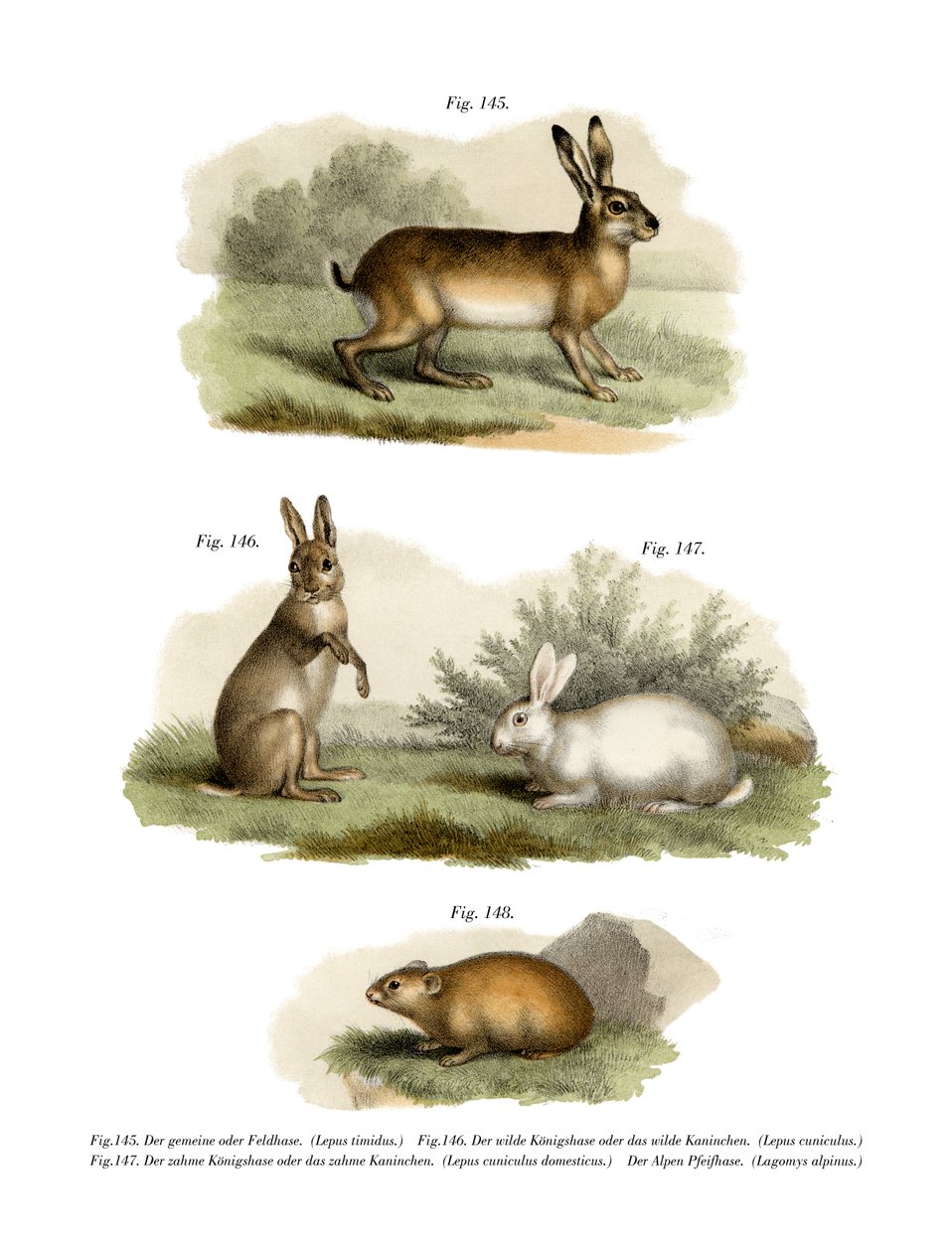 Hare, 1860 av German School