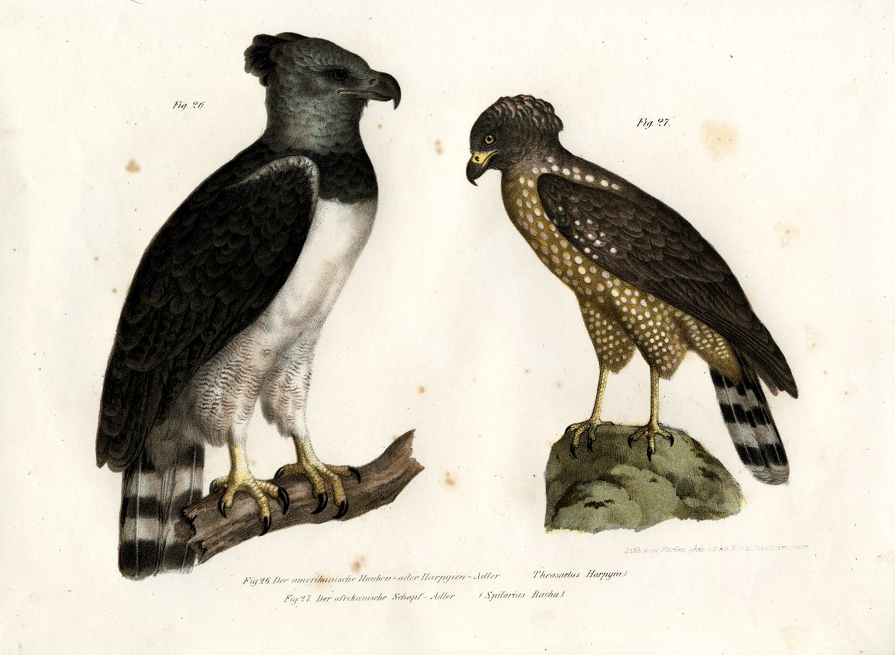 Harpy Eagle, 1864 av German School