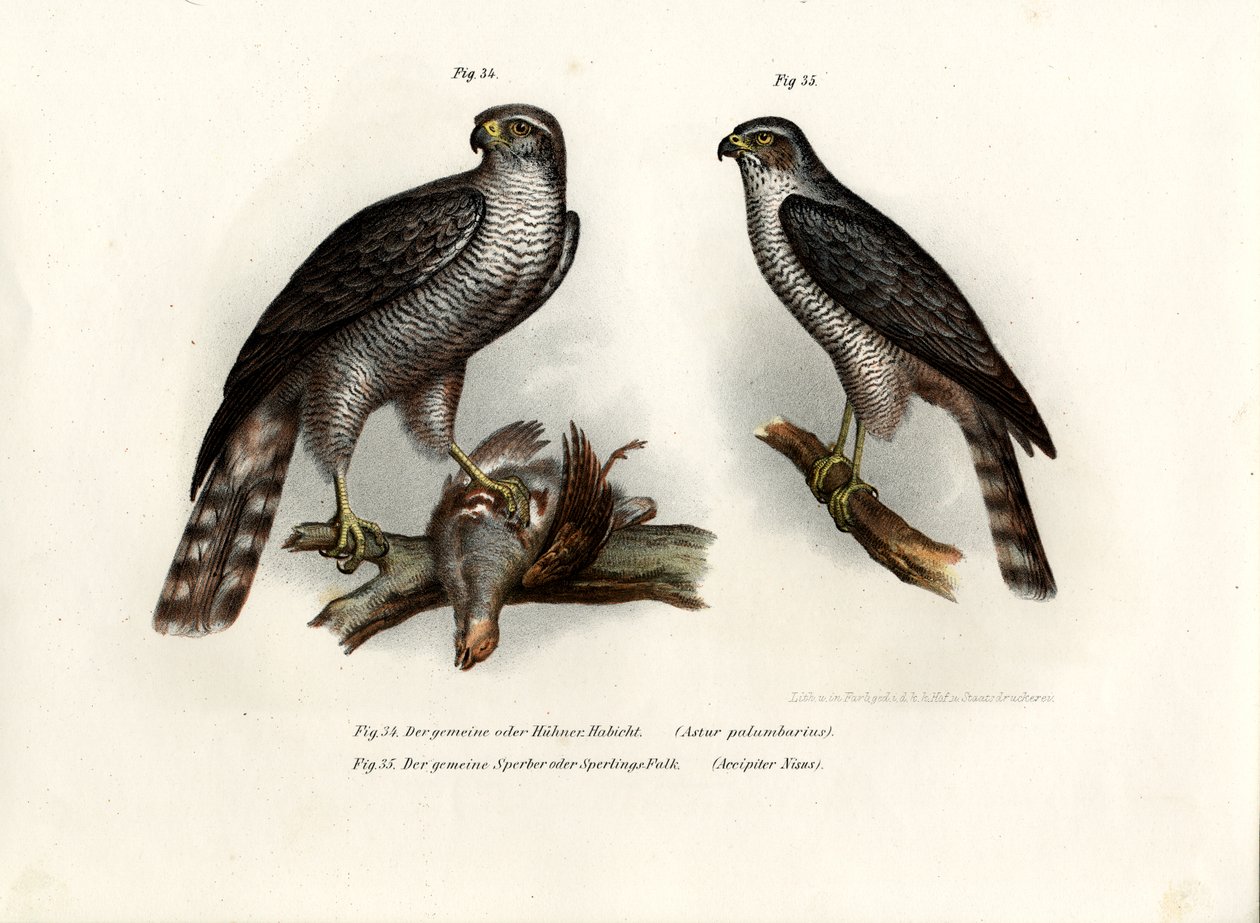 Hawk, 1864 av German School